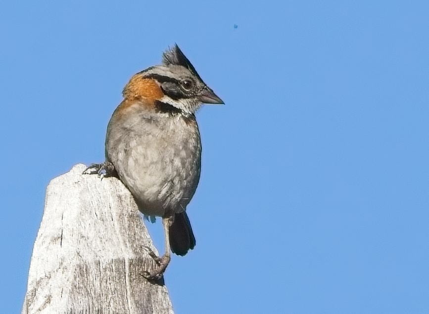 Rufous-collared Sparrow - ML638298428