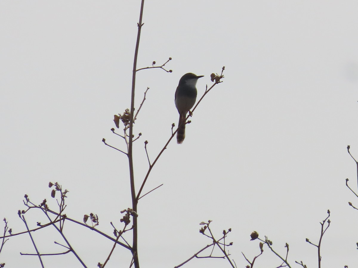 Gray-breasted Prinia - ML638298430