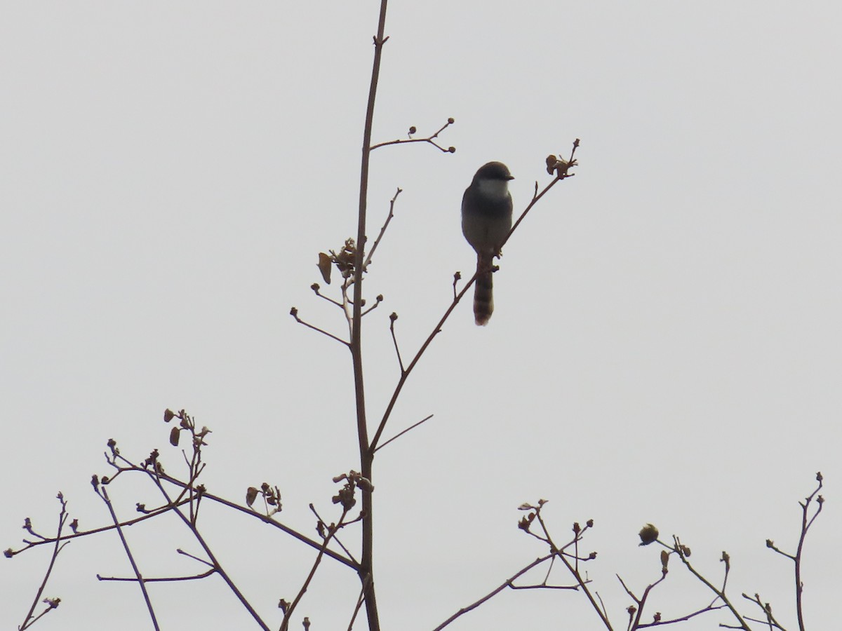 Gray-breasted Prinia - ML638298431
