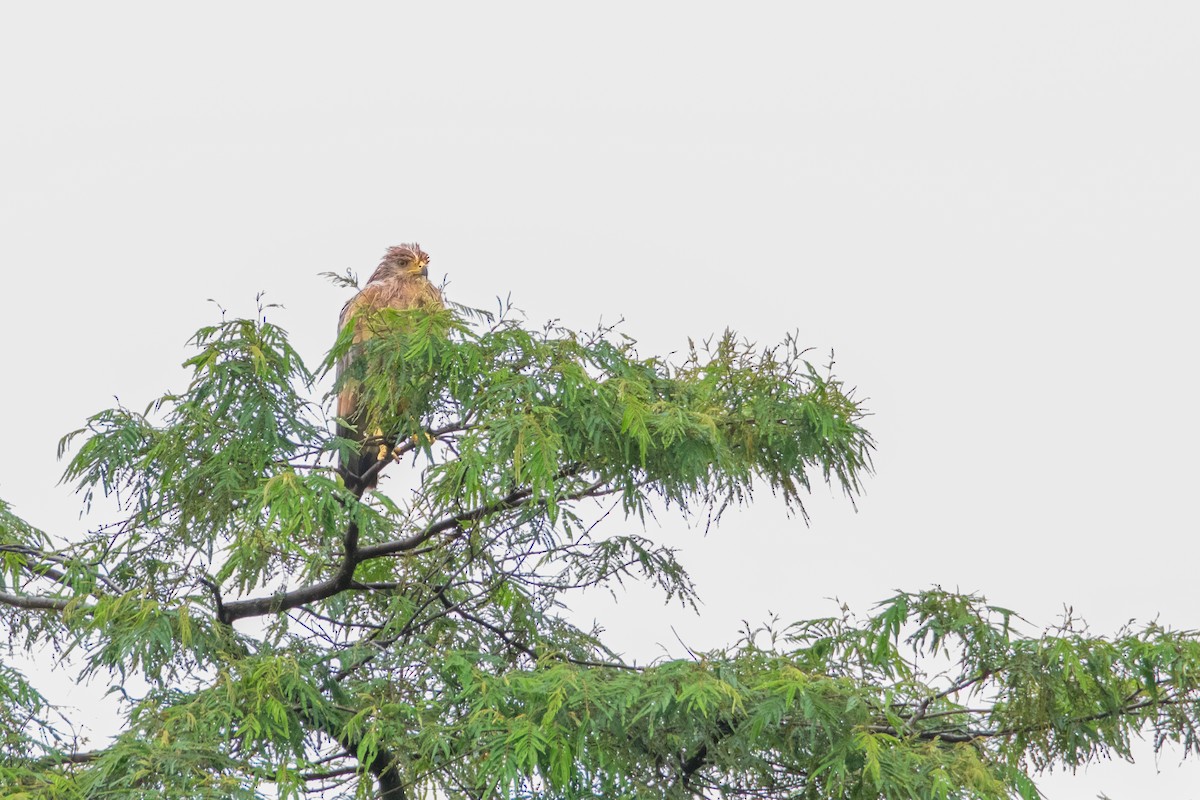 Savanna Hawk - ML638298432