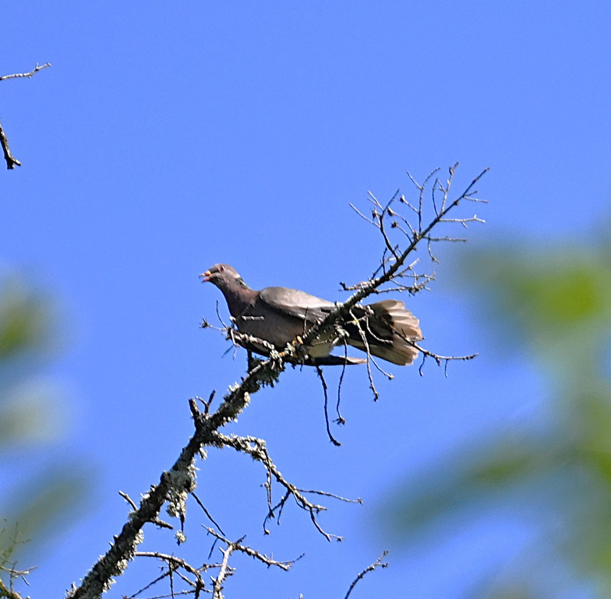 Band-tailed Pigeon - ML638298434
