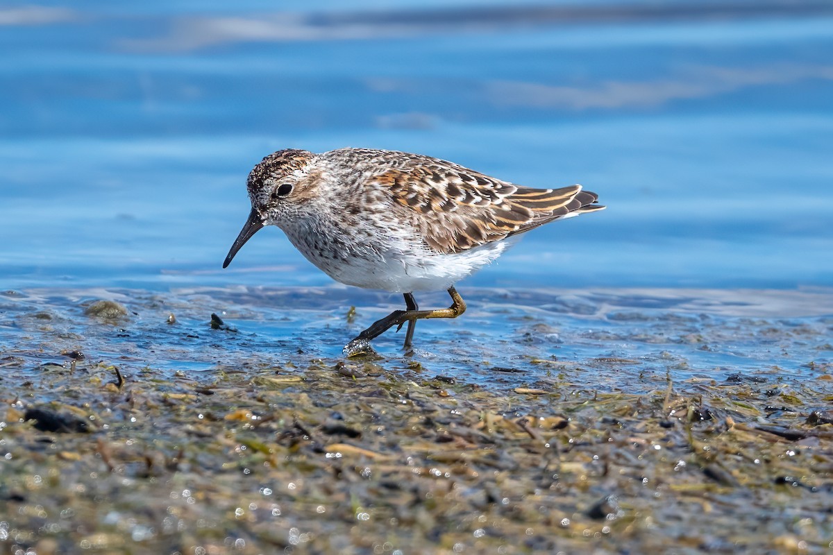 Least Sandpiper - ML638298435