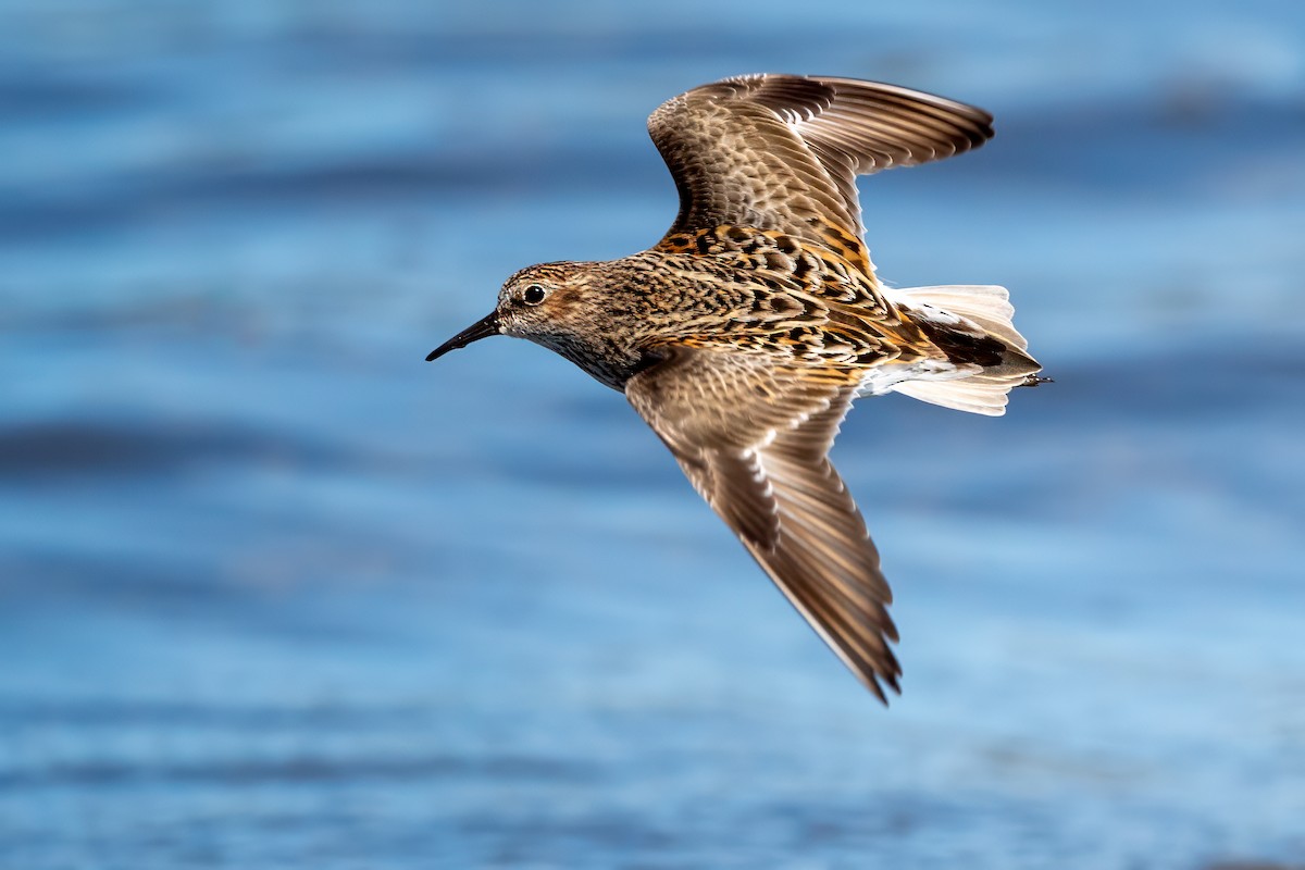 Least Sandpiper - ML638298436