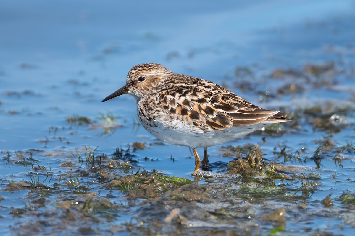Least Sandpiper - ML638298437