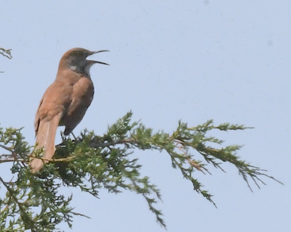 brunspottefugl - ML638298438