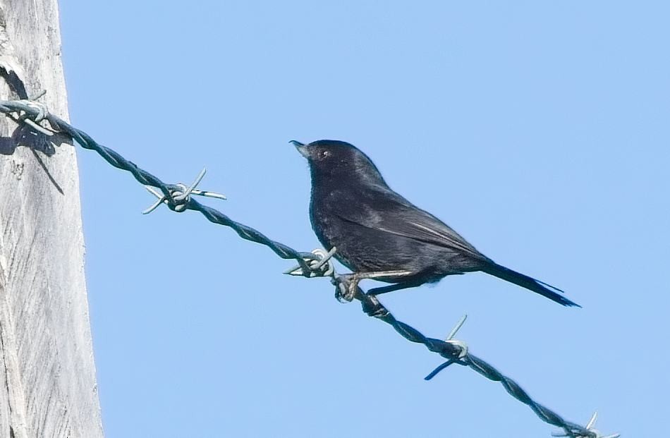 Black Flowerpiercer - ML638298439