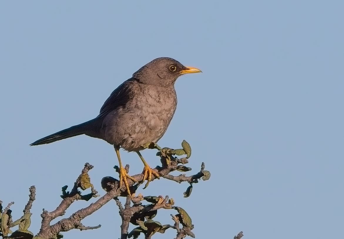 Great Thrush - ML638298458