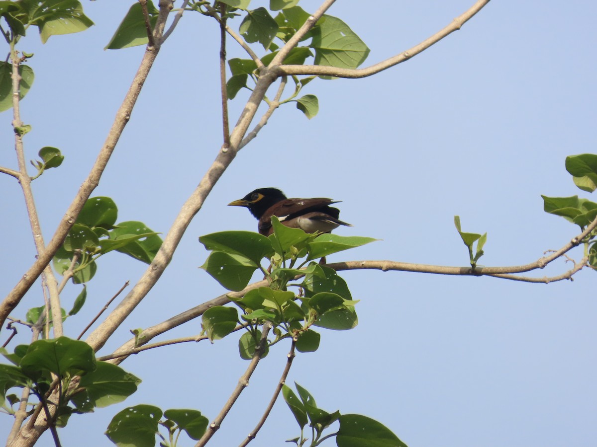 Common Myna - ML638298459
