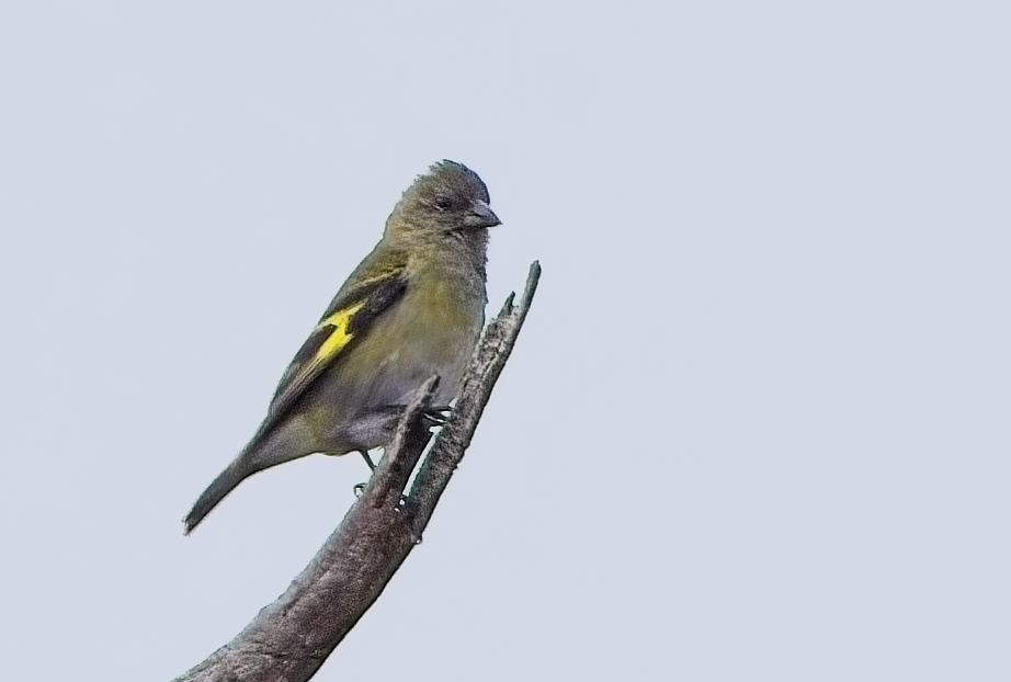Andean Siskin - ML638298461