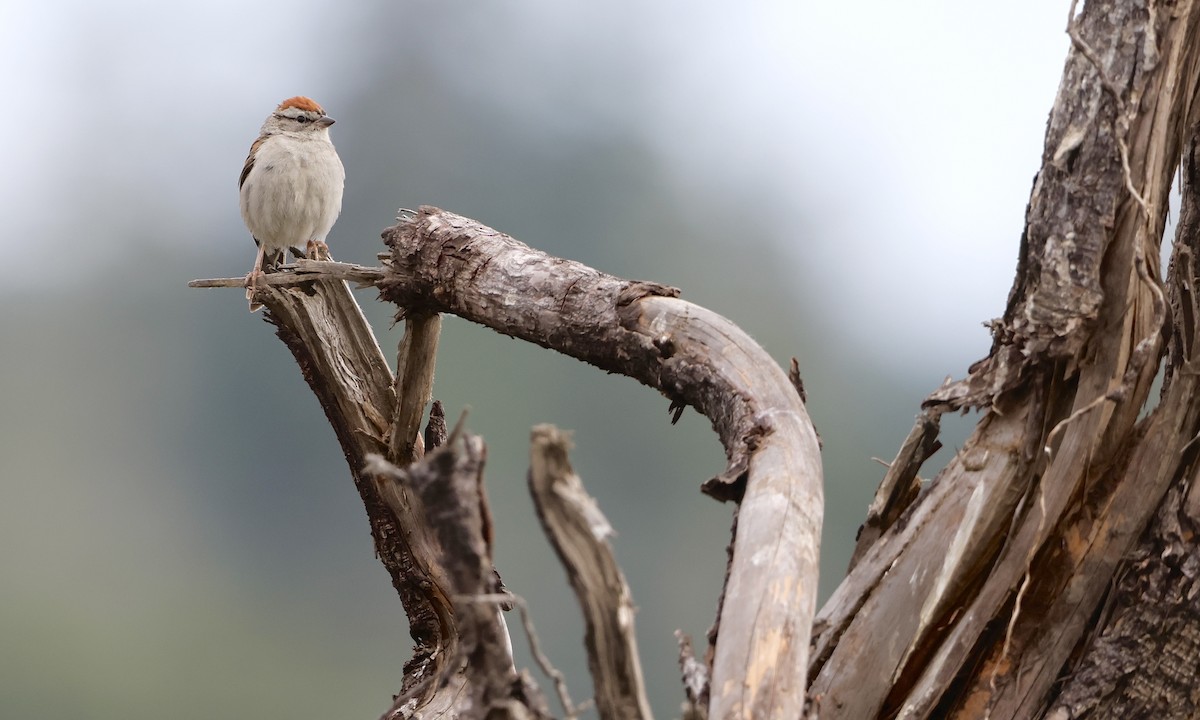 Chipping Sparrow - ML638298462