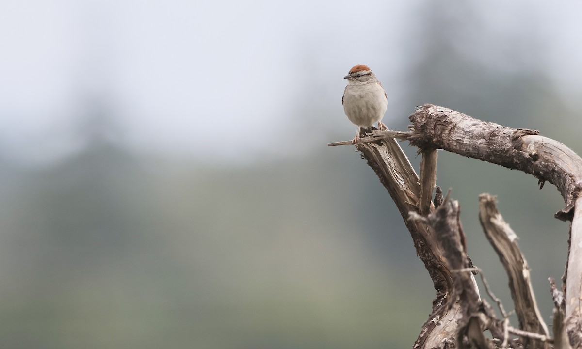Chipping Sparrow - ML638298463