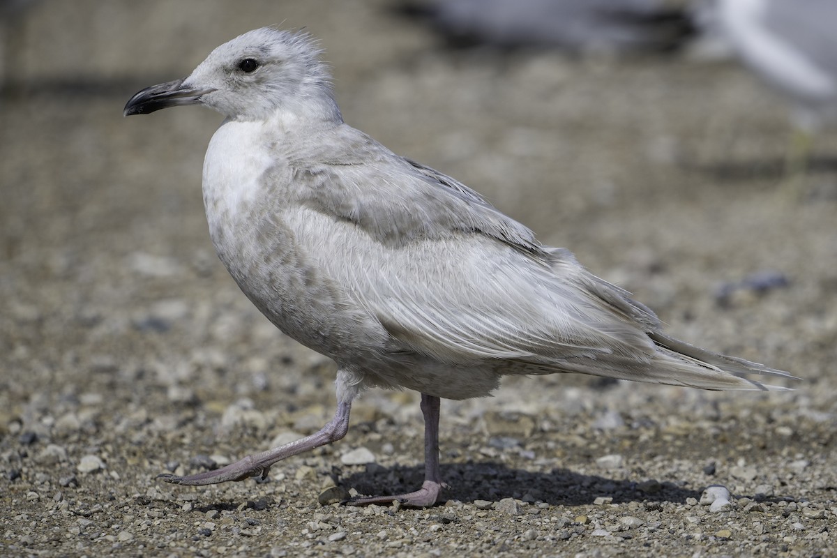 Iceland Gull - ML638298485