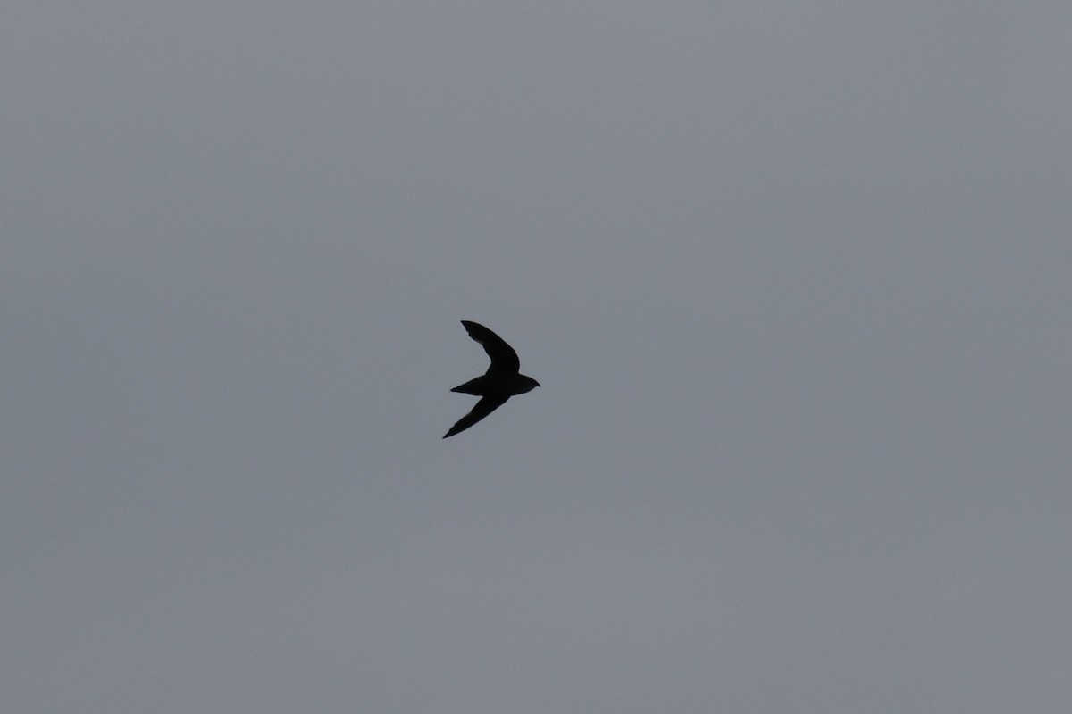 Chimney Swift - ML638298486