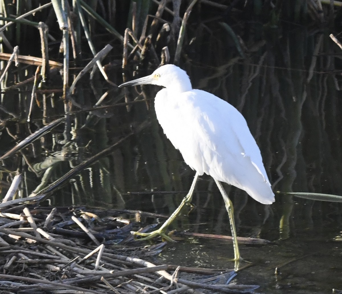 Snowy Egret - ML638298487
