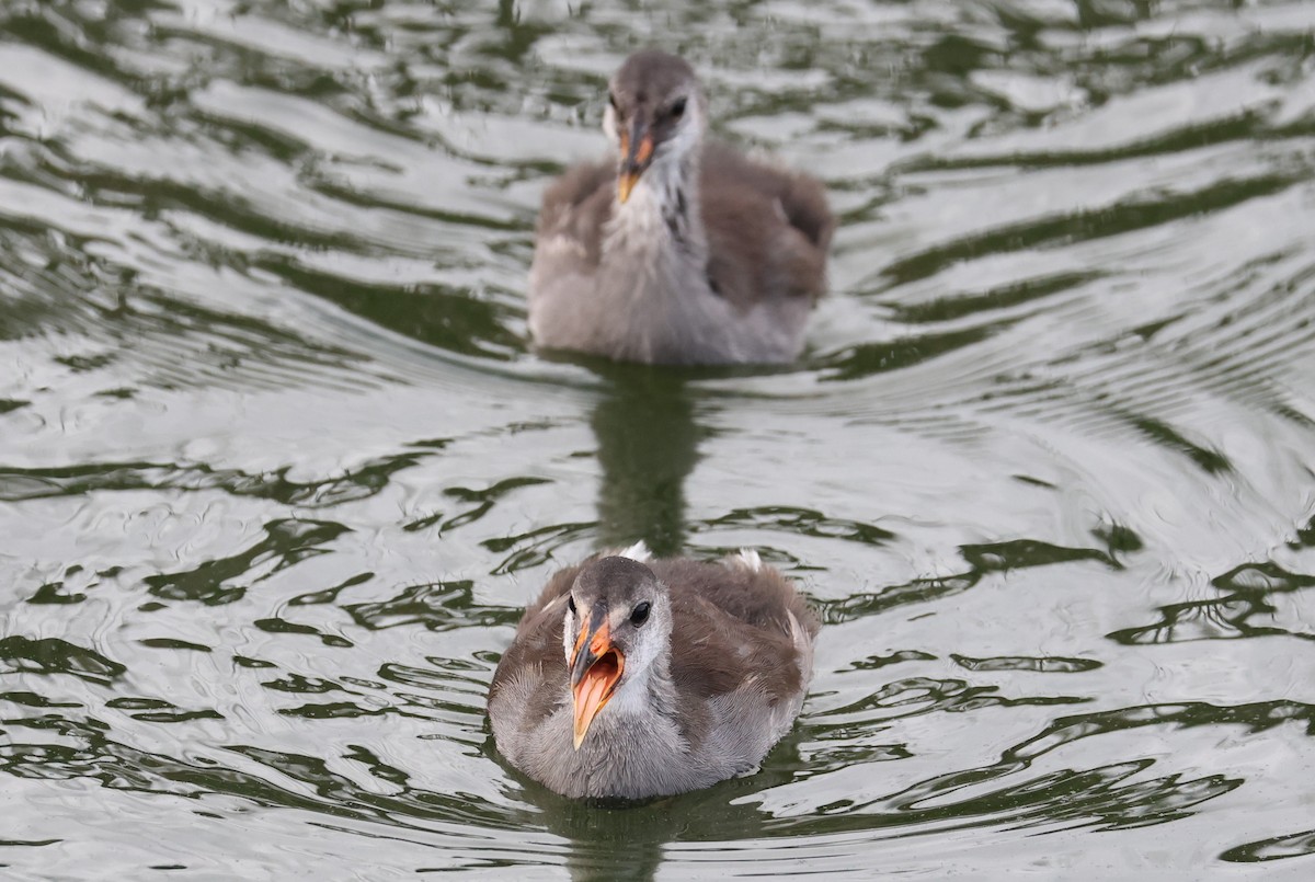 Common Gallinule - ML638298488