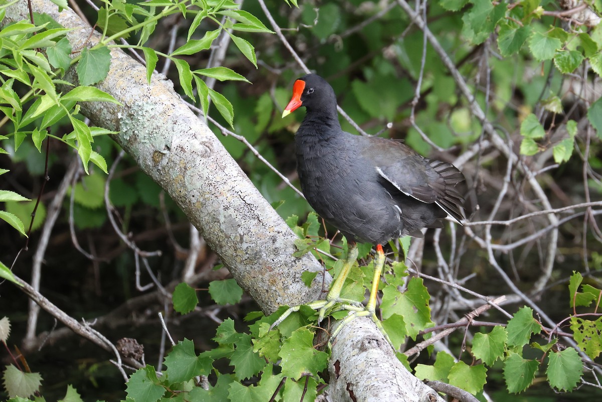 Common Gallinule - ML638298489