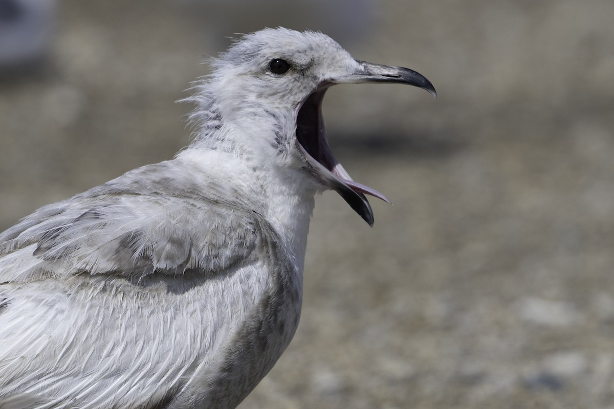 Iceland Gull - ML638298494