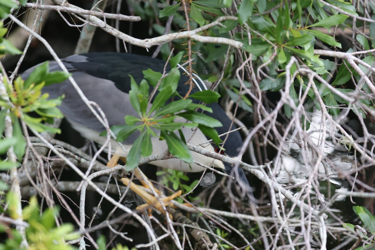 Black-crowned Night Heron - ML638298496