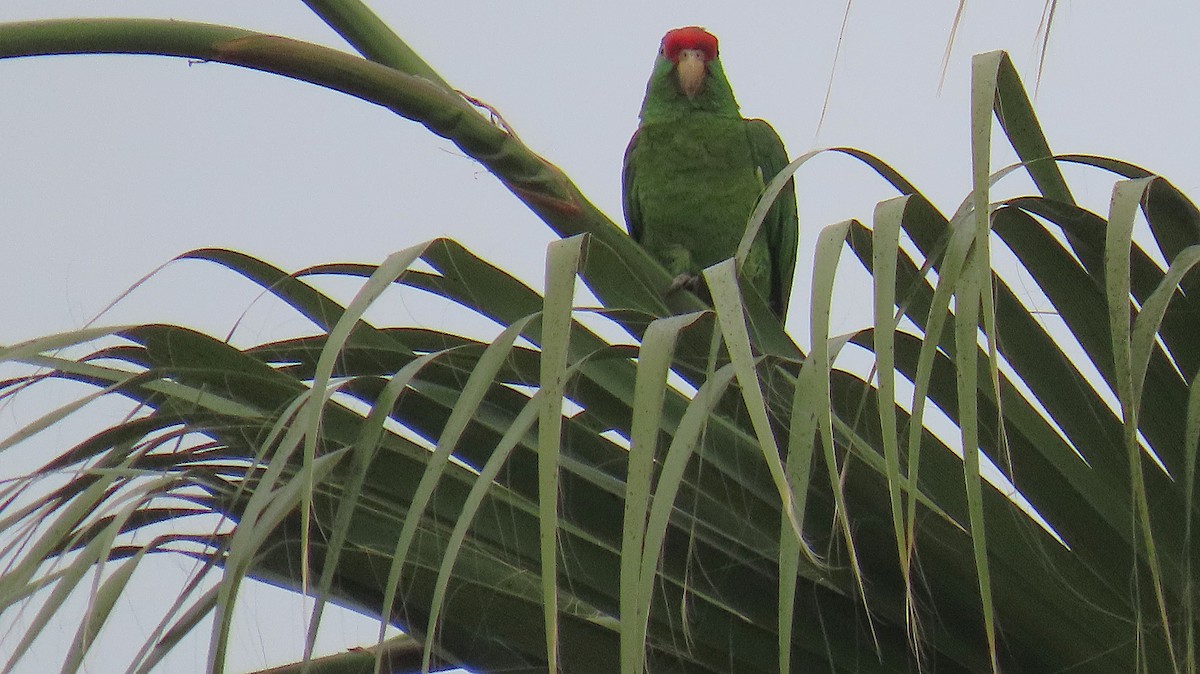 Red-crowned Amazon - ML638298503