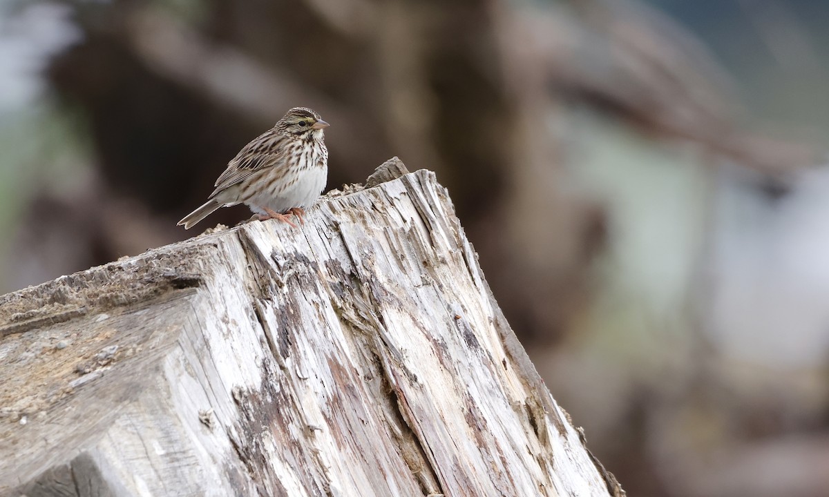 Savannah Sparrow - ML638298504