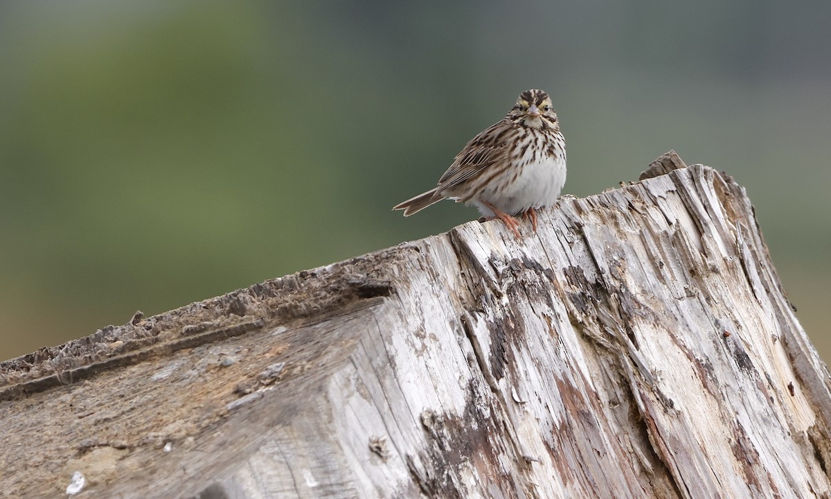 Savannah Sparrow - ML638298505