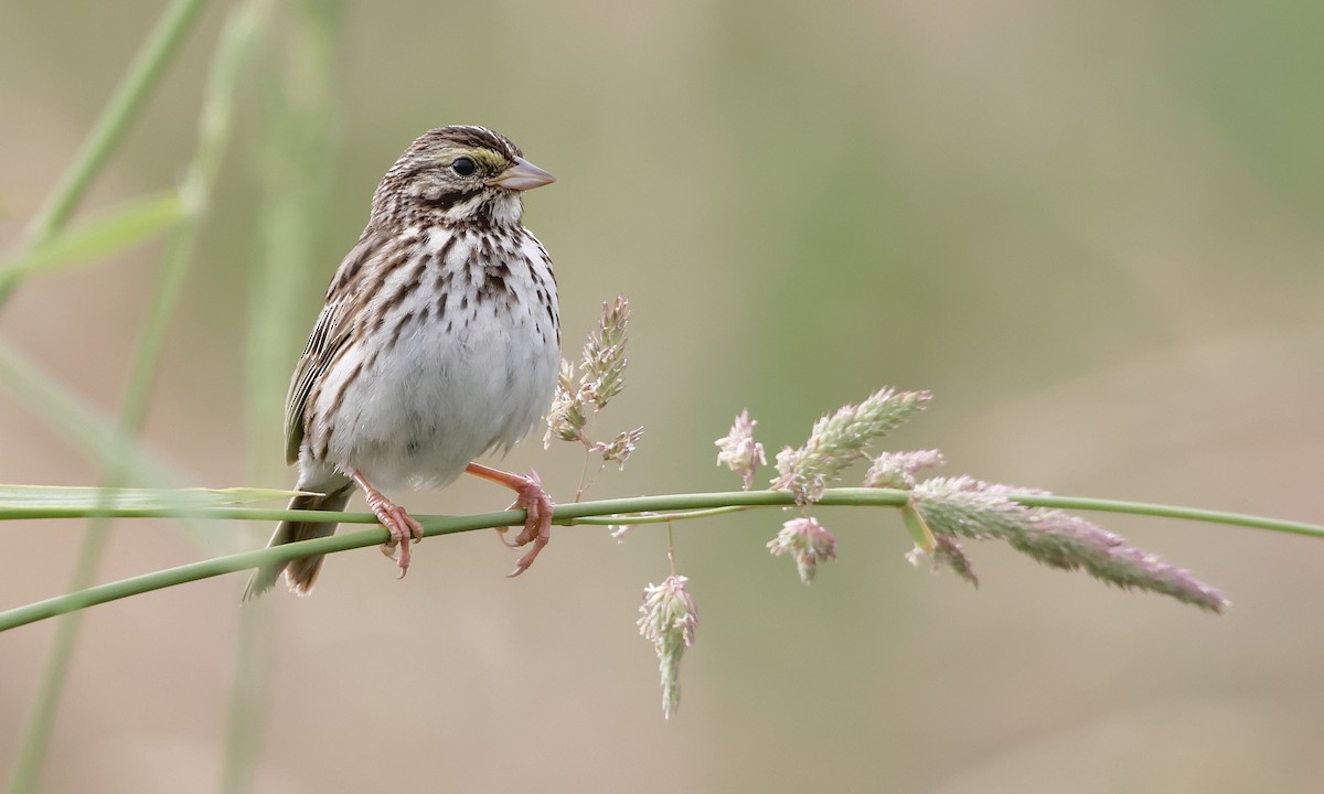 Savannah Sparrow - ML638298507