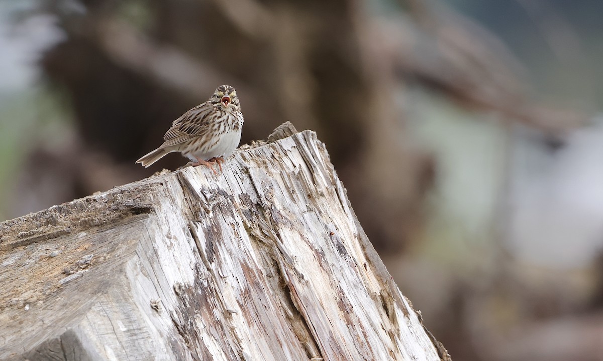 Savannah Sparrow - ML638298508