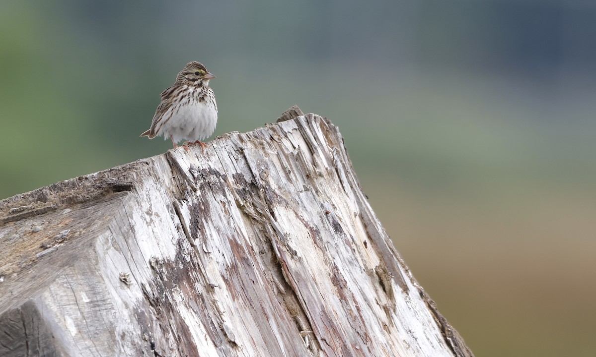 Savannah Sparrow - ML638298509