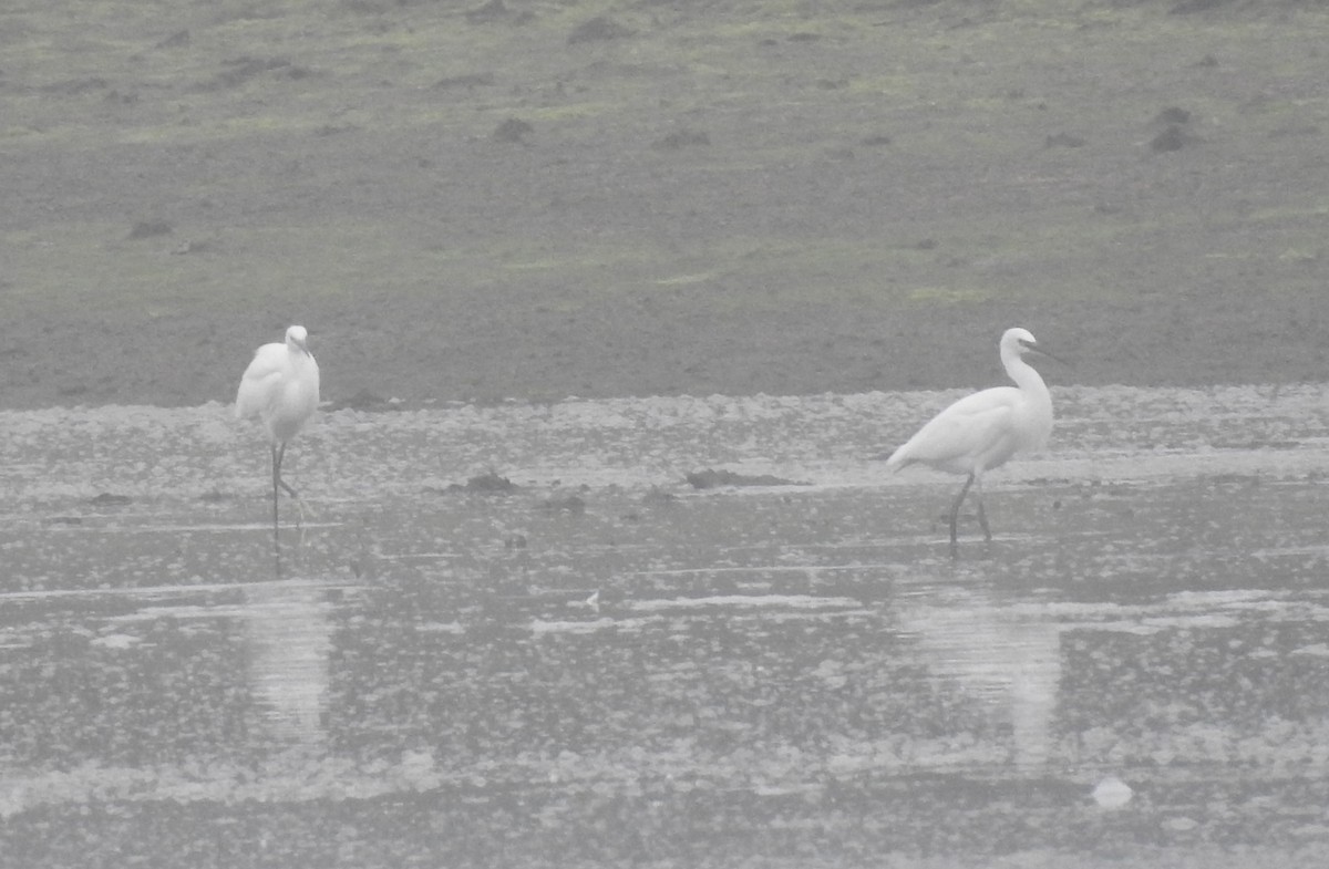 Little Egret - ML638298511
