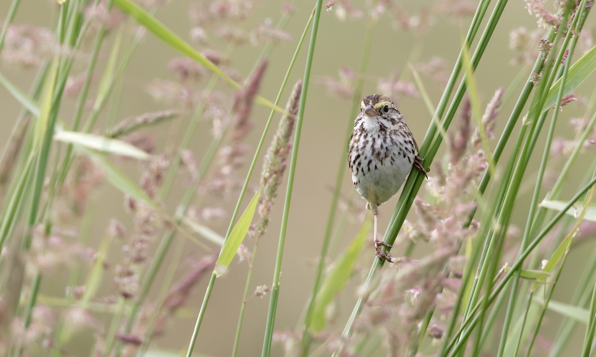 Savannah Sparrow - ML638298512