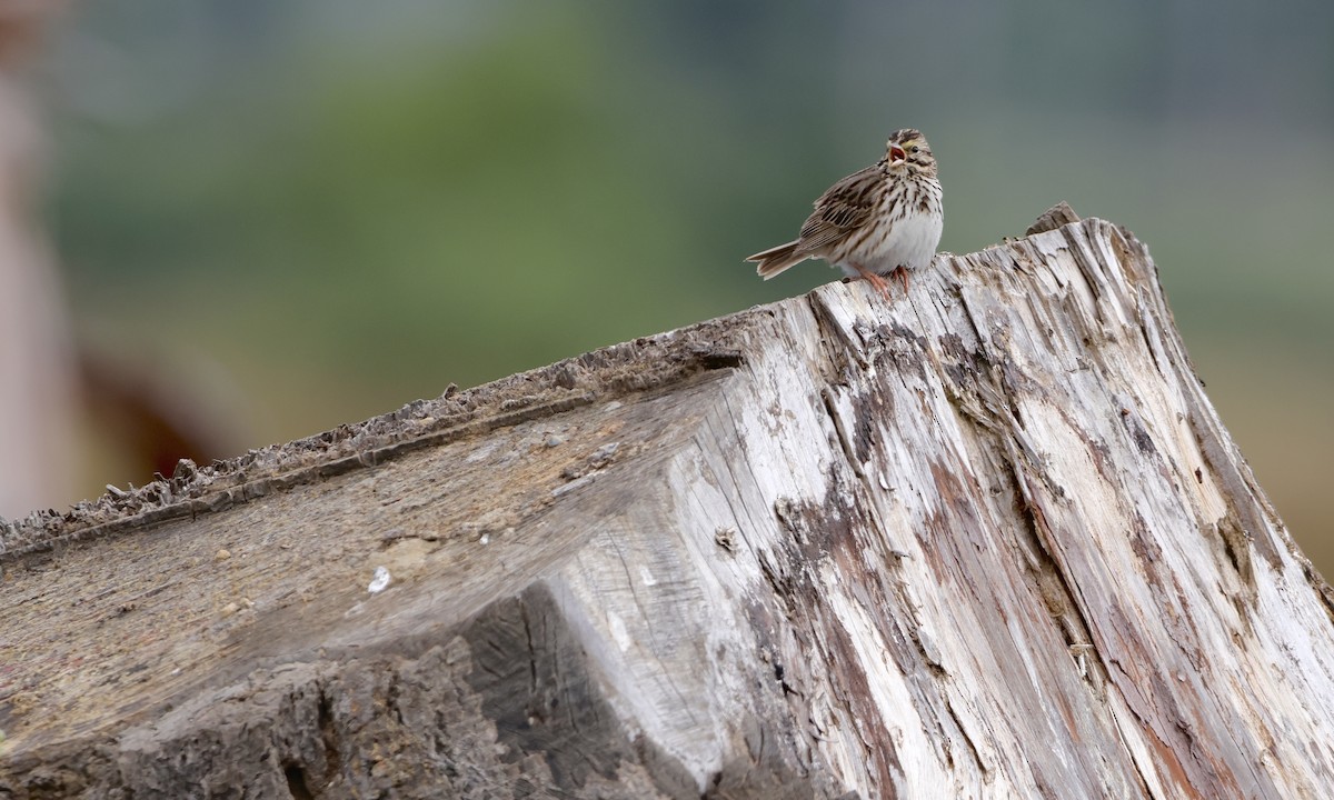 Savannah Sparrow - ML638298513