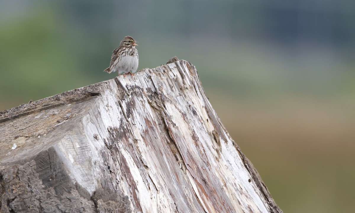 Savannah Sparrow - ML638298517