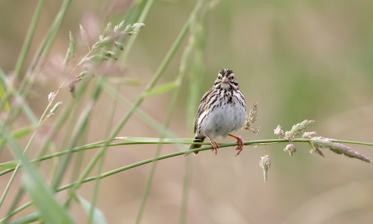 Savannah Sparrow - ML638298518