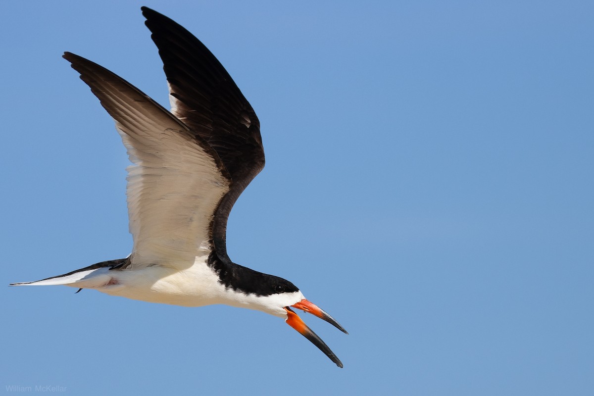 Black Skimmer - ML638298528