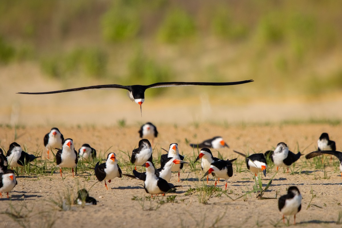 Black Skimmer - ML638298529