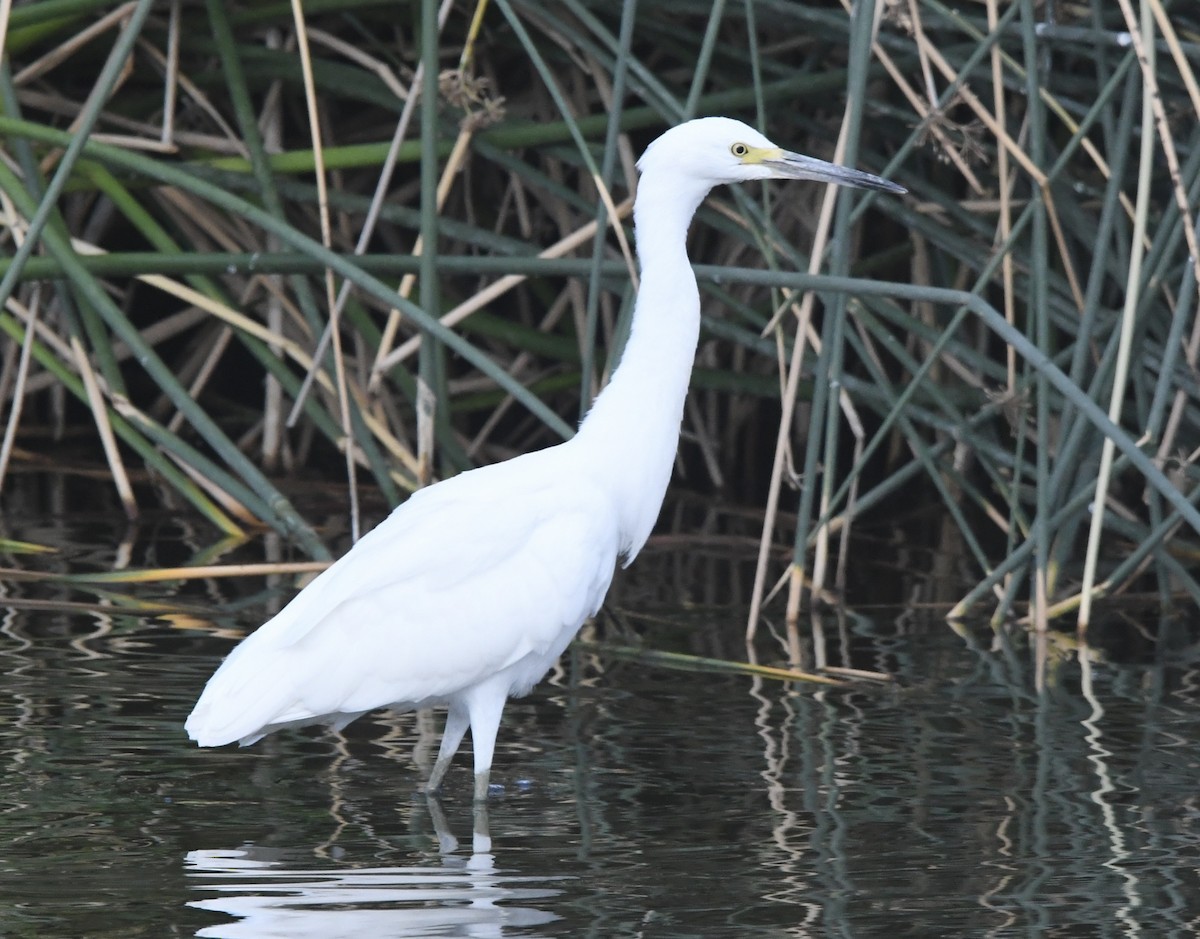 Snowy Egret - ML638298530