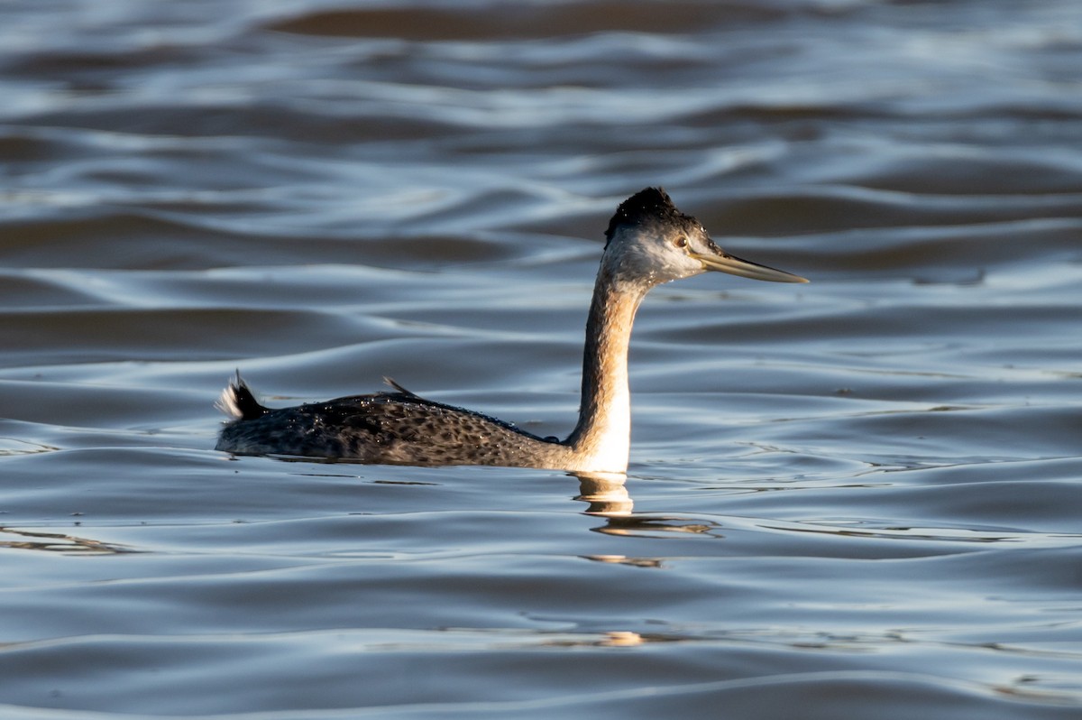 Great Grebe - ML638298531