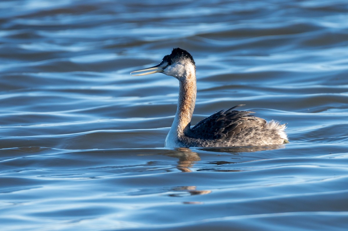 Great Grebe - ML638298536