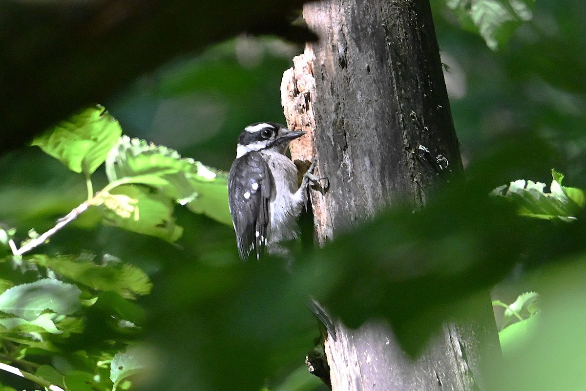 Downy/Hairy Woodpecker - ML638298538