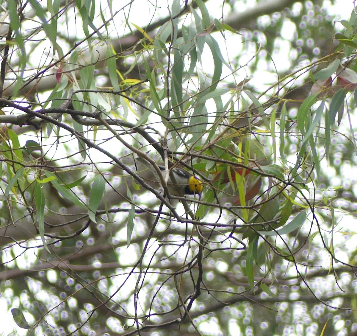 Hermit Warbler - ML638298550