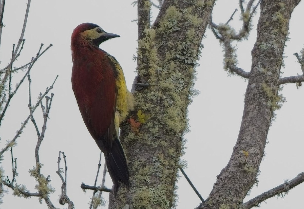 Crimson-mantled Woodpecker - ML638298578