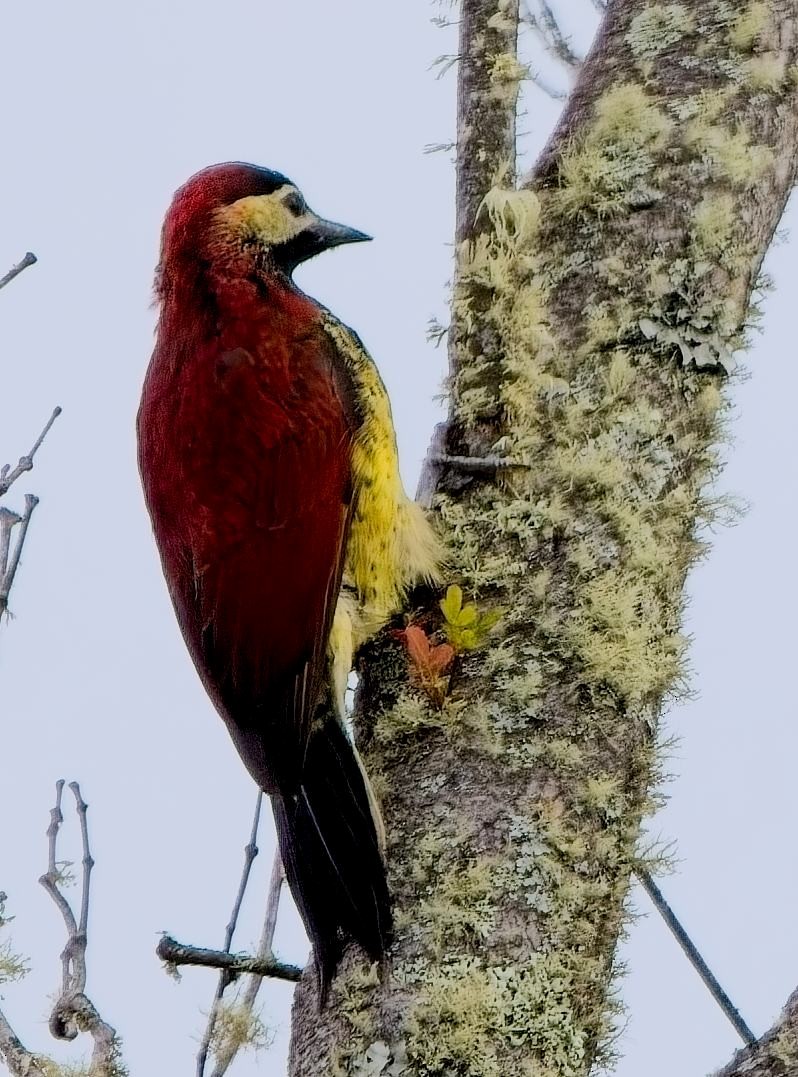 Crimson-mantled Woodpecker - ML638298579
