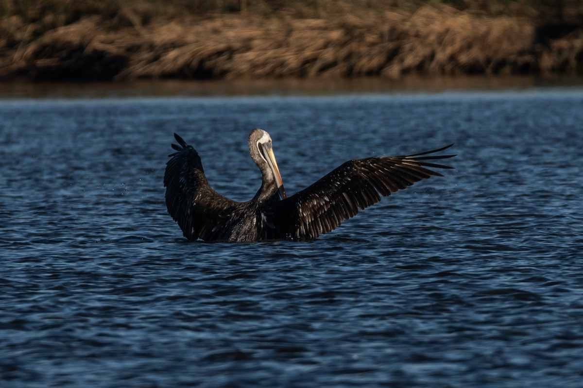 Peruvian Pelican - ML638298583