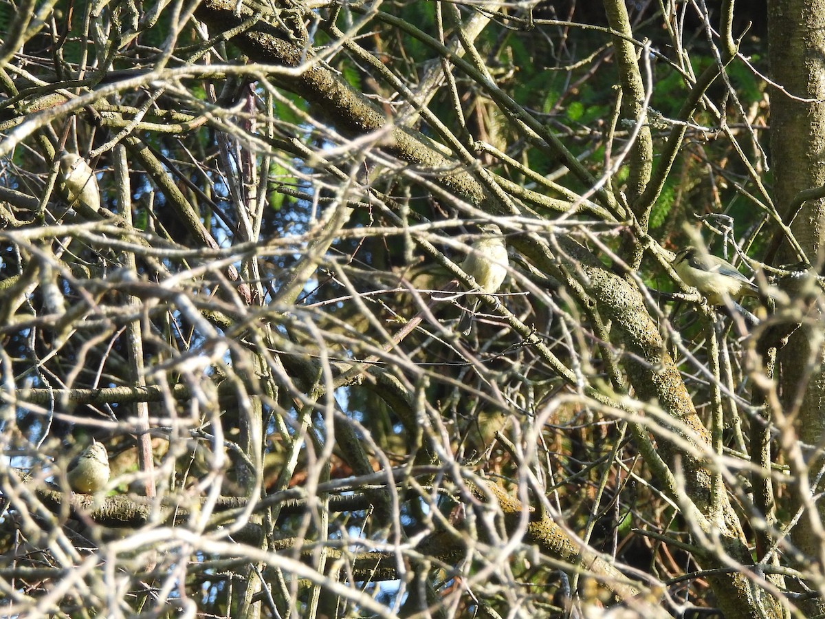 Eurasian Blue Tit - ML638298587