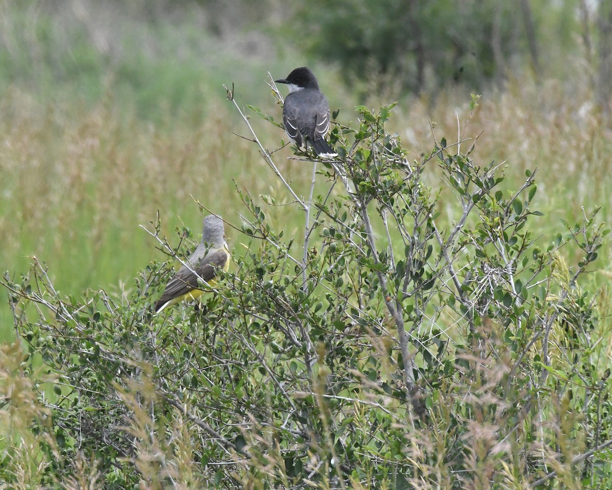 Eastern Kingbird - ML638298590