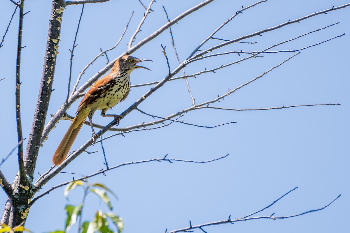 Brown Thrasher - ML638298591
