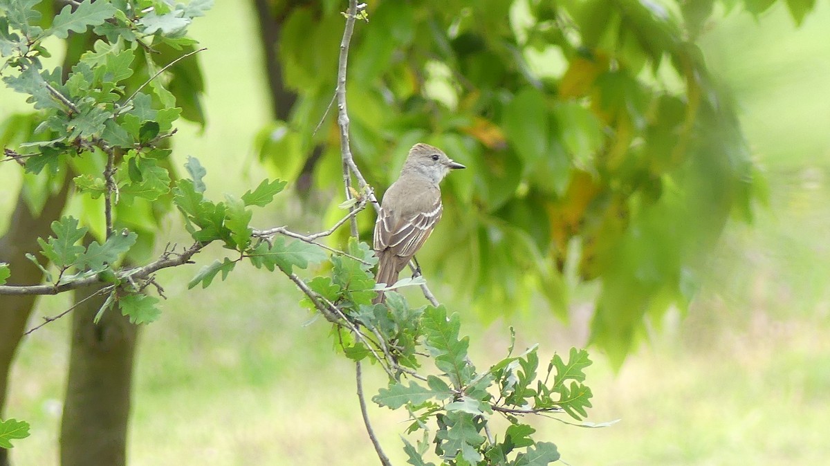 Ash-throated Flycatcher - ML638298593