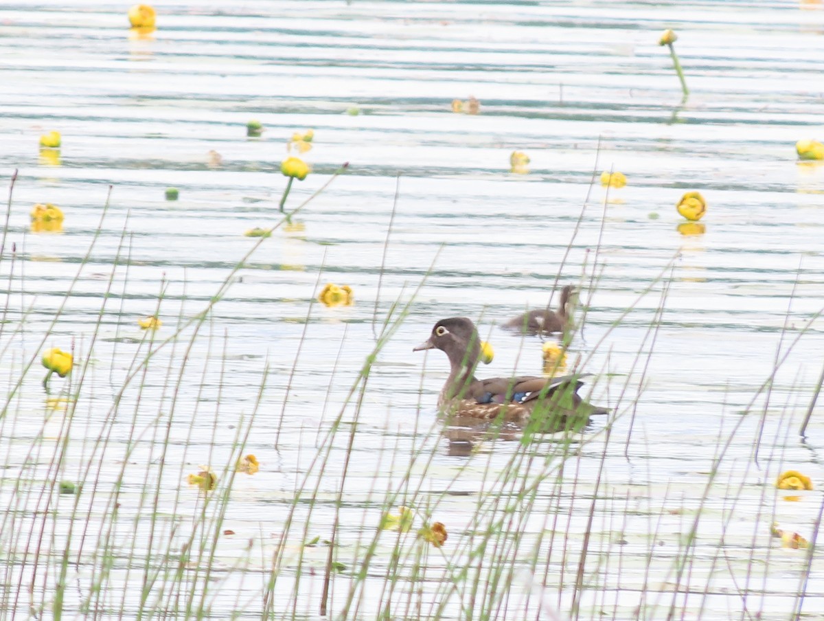 Wood Duck - ML638298595