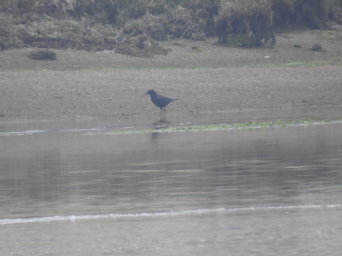 Carrion Crow - ML638298600
