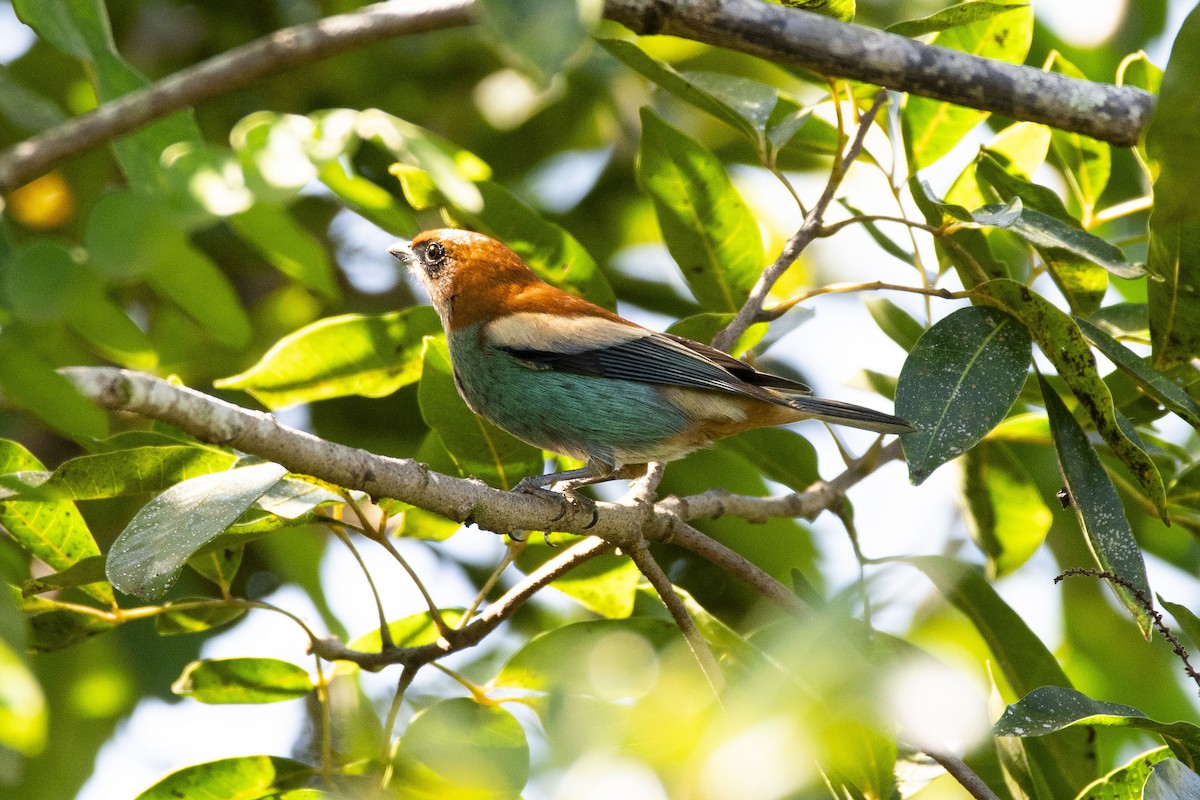 Chestnut-backed Tanager - ML638298603